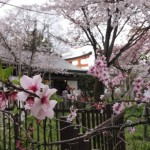 桜　鳥居　平野神社