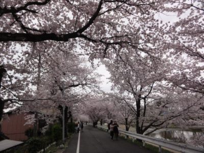 桜並木　満開