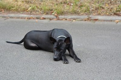 黒い犬