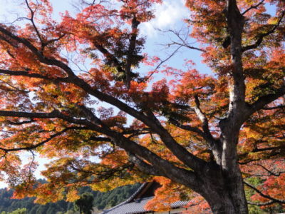 紅葉の木